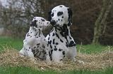 DALMATIEN 519